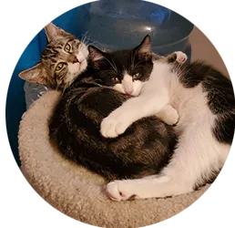 2 of Larissa's bully cats (brothers)