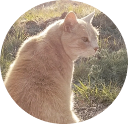 Larissa's orneriest cat - mew!