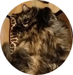 one of Larissa's fabulous cats