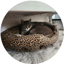 the most awesome kitty of all