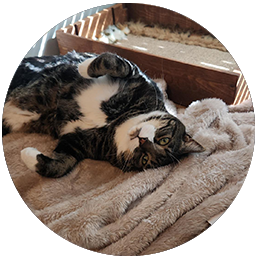 another fabulous cat
