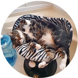 picture of one of Larissa's fabulous cats